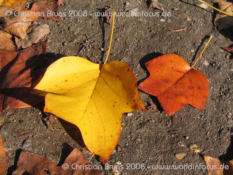 Herbst 057.jpg - Tulpenbaum - gefallenes Laub